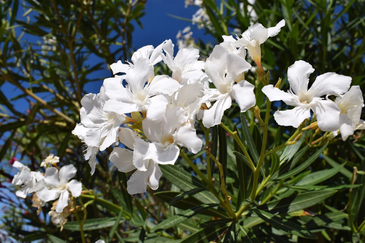 Πικροδάφνη – Nerium oleander Κλασικό Φυτό για Φράκτες με χρώμα - 1